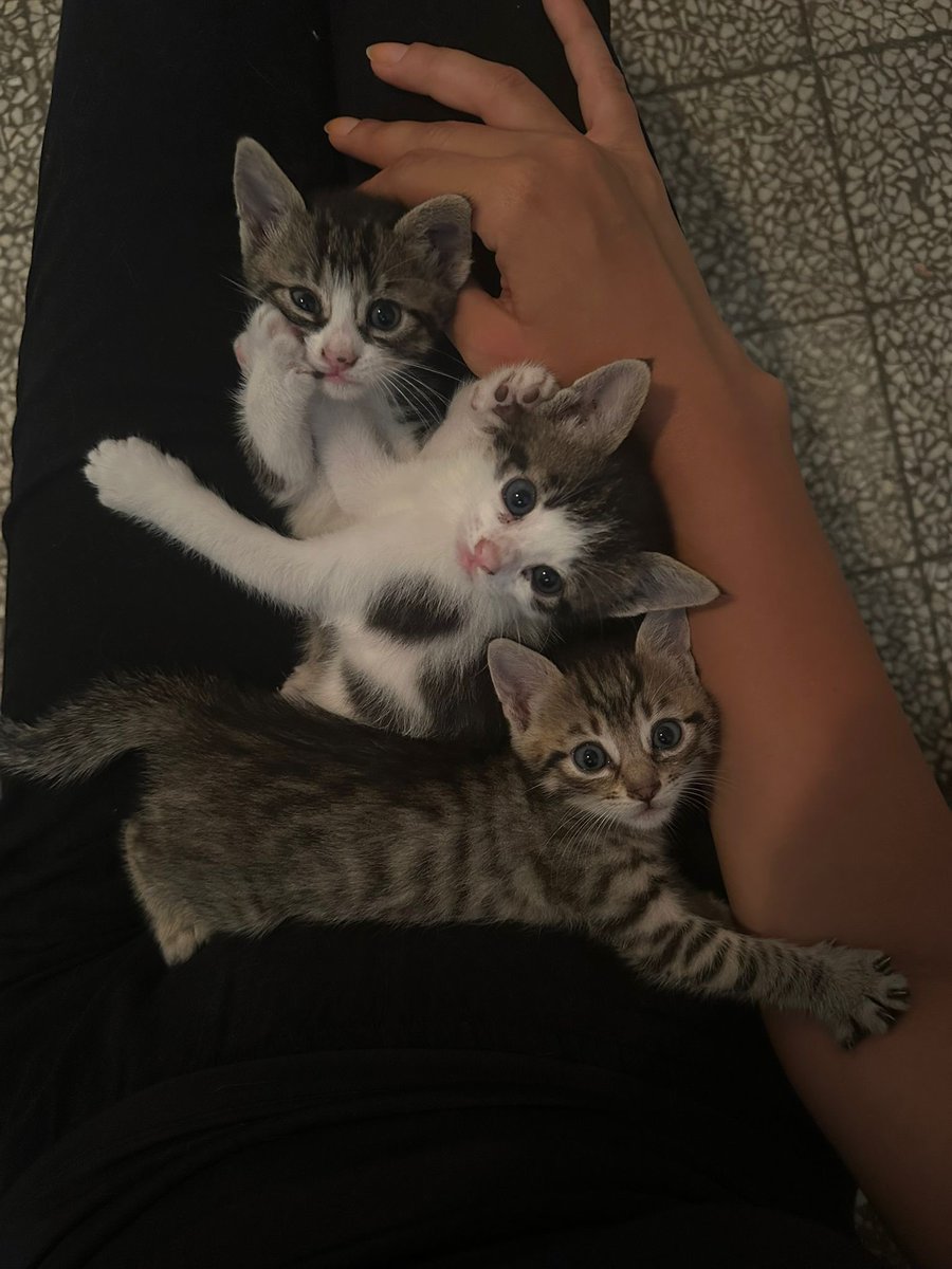 brlbztp's tweet photo. @bizbitikya Ve vakti gelince aynı veterinerde anneyi kısırlaştırıp 4 torunumu sahiplendirdim🥰 2025in en güzel detayıydı🙏🏼 canım çocuklar ♥️ https://t.co/Oskxfcl8Do