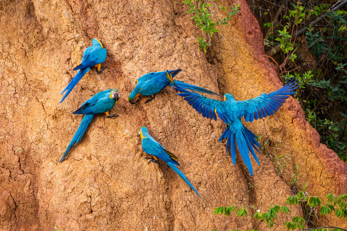 UNESCO's tweet photo. The Amazon Biosphere Reserves Project works to halt biodiversity loss and strengthen resilience across the Greater Amazon Basin.

Since 2021, 42 initiatives have been supported in 8 #UNESCO biosphere reserves across Bolivia, Brazil, Ecuador and Peru, combining scientific, local and Indigenous knowledge to promote sustainable livelihoods, protect ecosystems and improve governance.

Implemented with the support of @LVMH, the project also empowers Youth Networks, ensuring young leaders play an active role in shaping the future of the Amazon.

https://t.co/TH95VTRX53 @unesco_mab