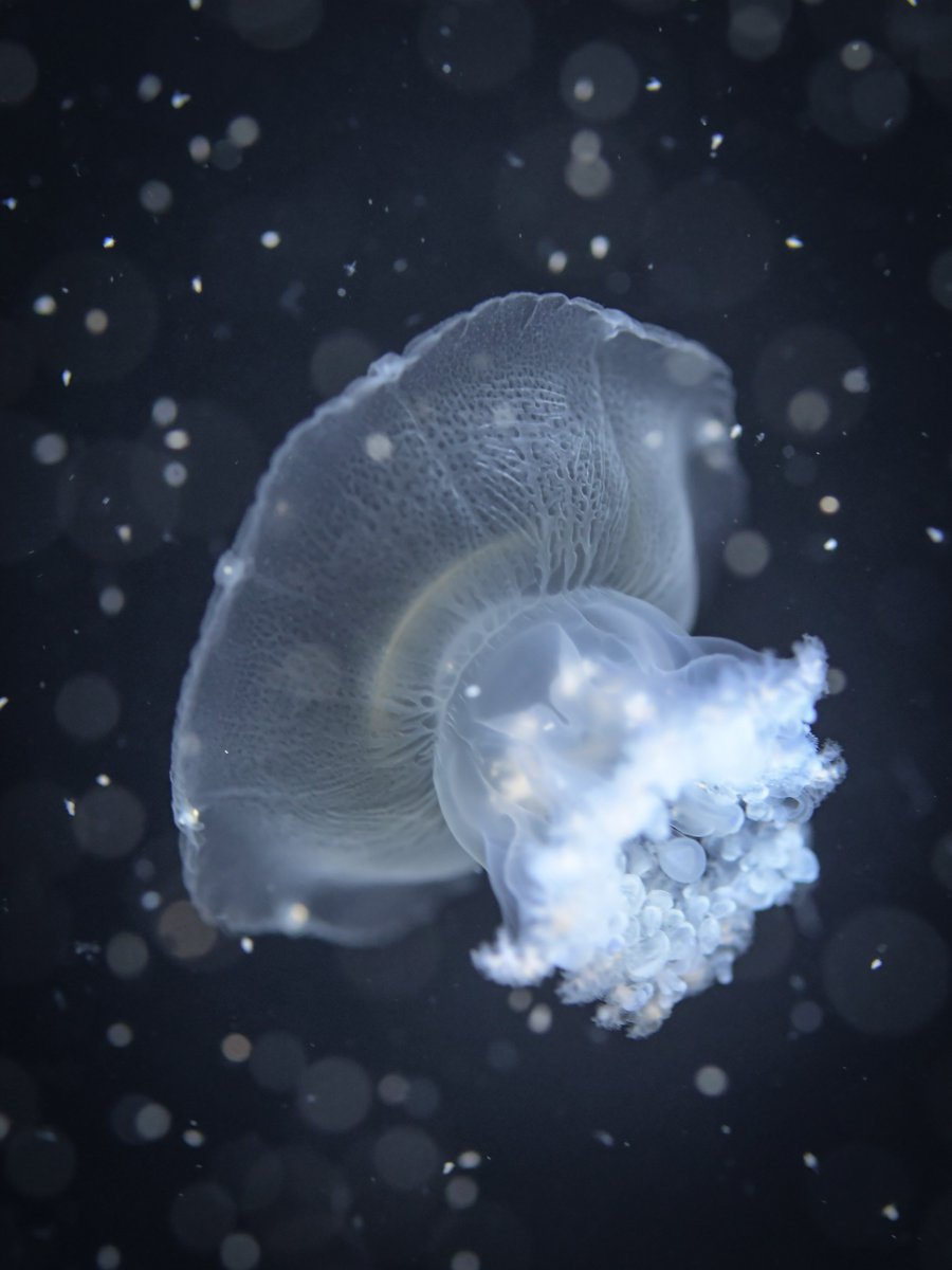 海月珈琲店 (@Kuragecoffeeten) / Posts / X