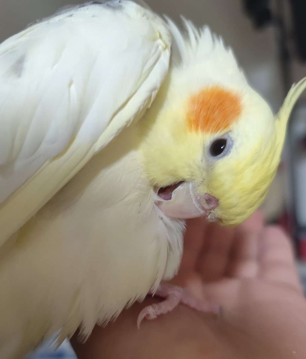 今日はお掃除頑張りました🧹🧹
また粉が舞いますが🤣