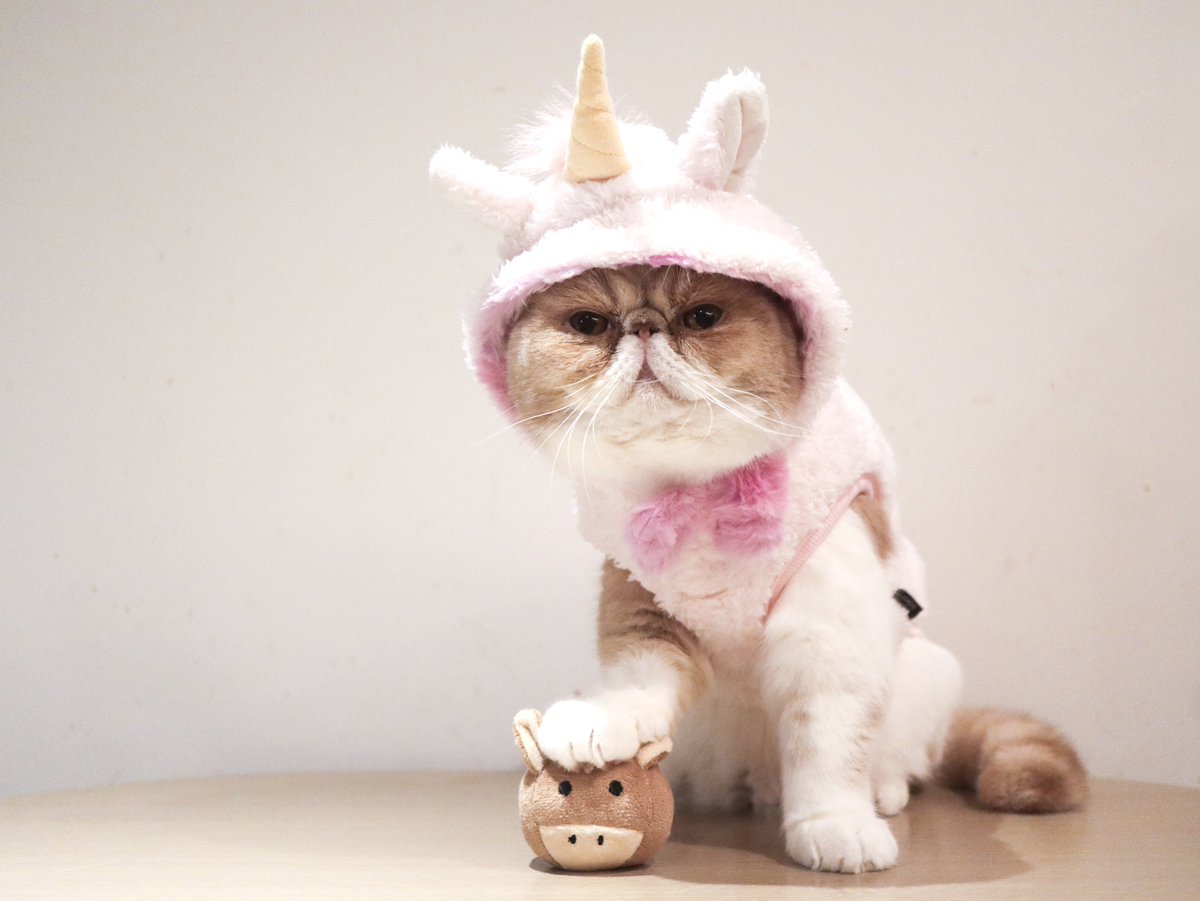 性格が分かりやすいユニコーンたち🦄

 #エキゾチックショートヘア  #猫  #猫のいる暮らし