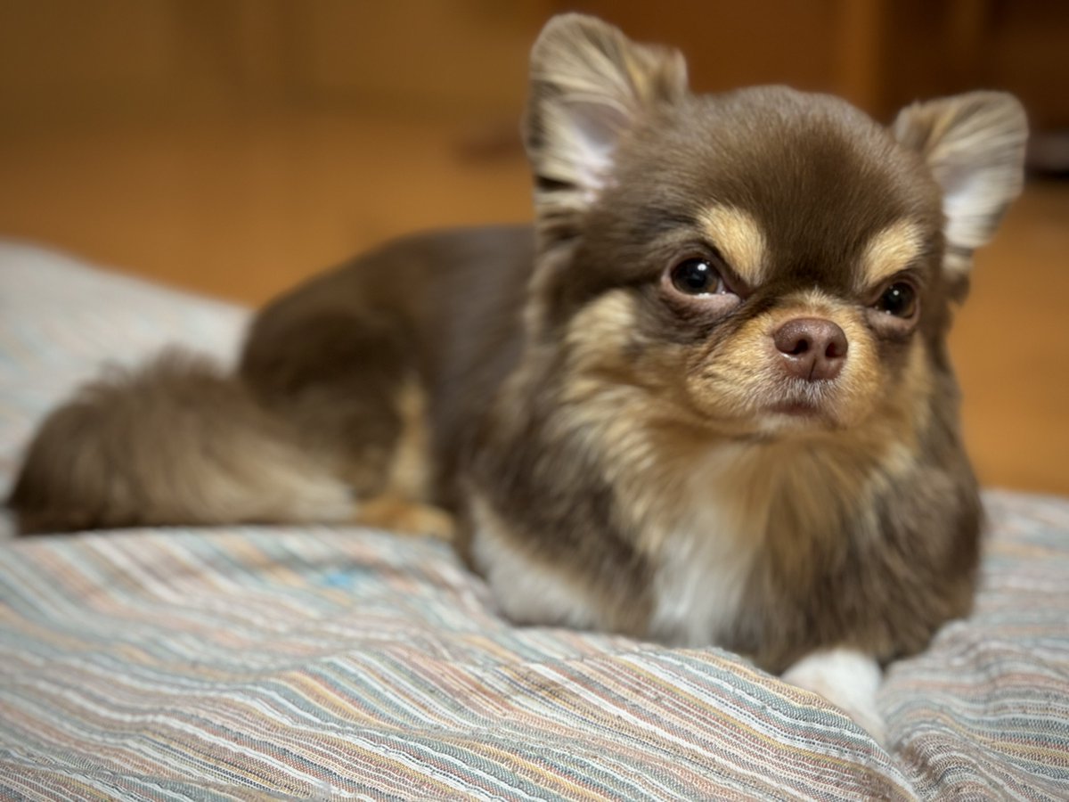 #娘が彼氏を連れてきた
そいつはすぐに
我が家のアイドルになりやがった
ヤツは若い女の子が大好きで
シッポを振って
デレデレしてやがる
ジジイのことはシカトして
なんだコイツ

可愛すぎるやろ