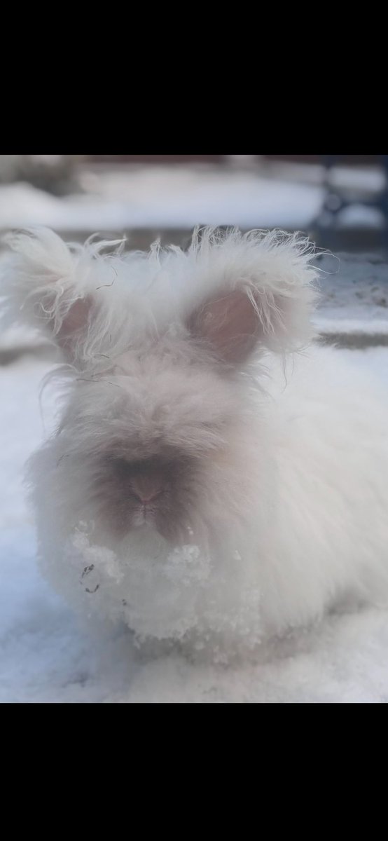 Anyone for a snowbun fight?