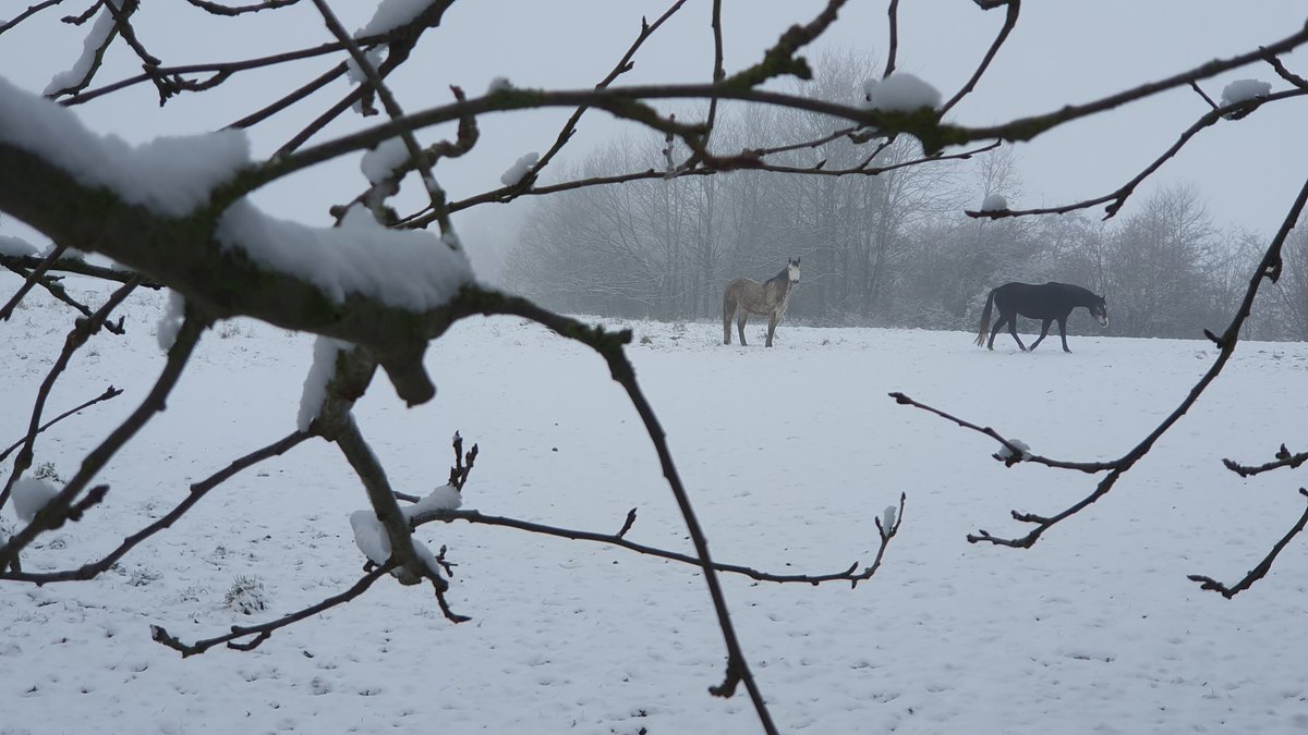 RAWarnau's tweet photo. 🎼 🐴 🤠 🌳 🐾 ☃️ https://t.co/KI2nxrIbmk