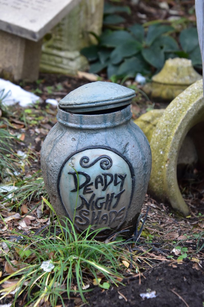 サリーの用意したイヌホオズキの壺🏺 #ディズニー #東京ディズニー