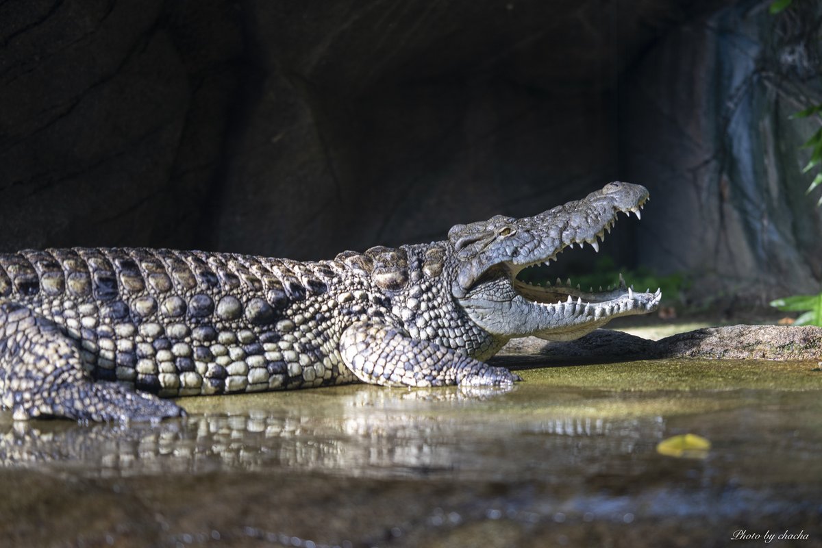 chacha31240094's tweet image. #Z8 #85mm #ナイルワニ