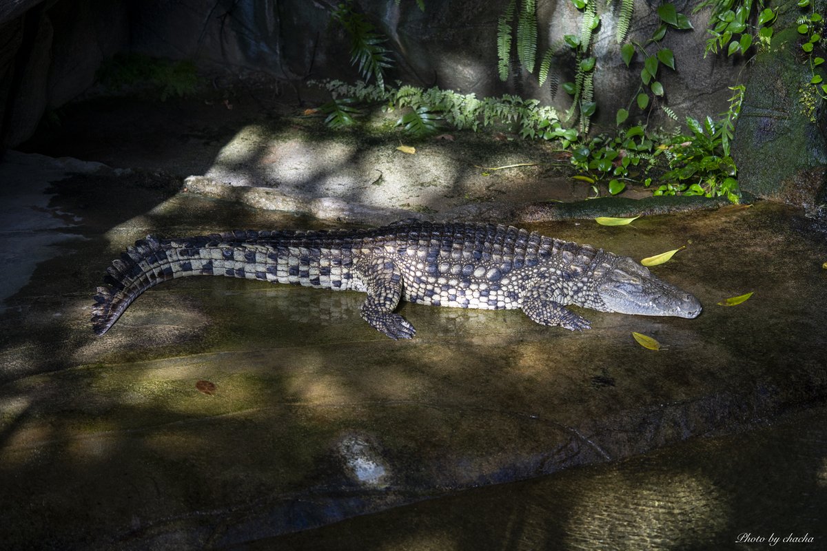 chacha31240094's tweet image. #Z8 #85mm #ナイルワニ