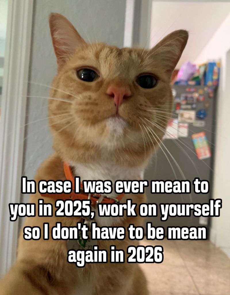 CatTikToks's tweet image. 