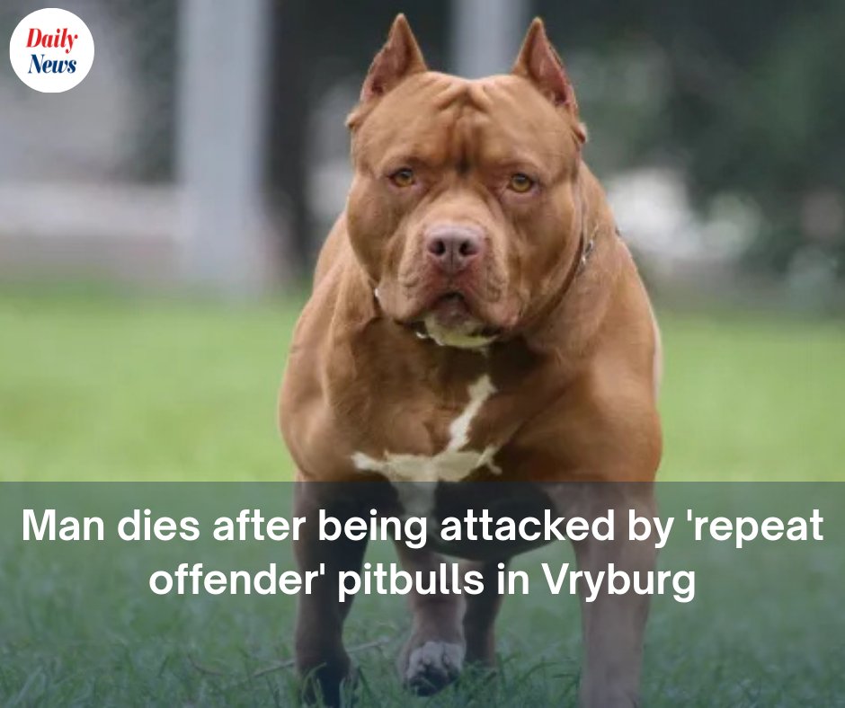 DailyNewsSA's tweet image. Man (39) dies after pitbull attack in Vryburg. Police confirm the dogs had a previous case pending in court. The animals have been euthanised as investigations continue. No arrests made yet. 
Read on: tinyurl.com/mr2b7x8n
#PitbullAttack #DogSafety #NorthWestProvince