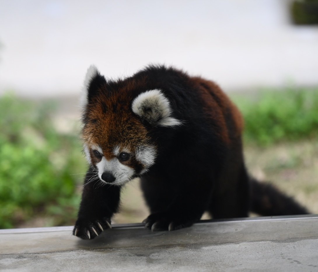 にくまんページ カワサキ「ZX-4（ZX400G）」（1988年）軽量コンパクト、高性能を意識し