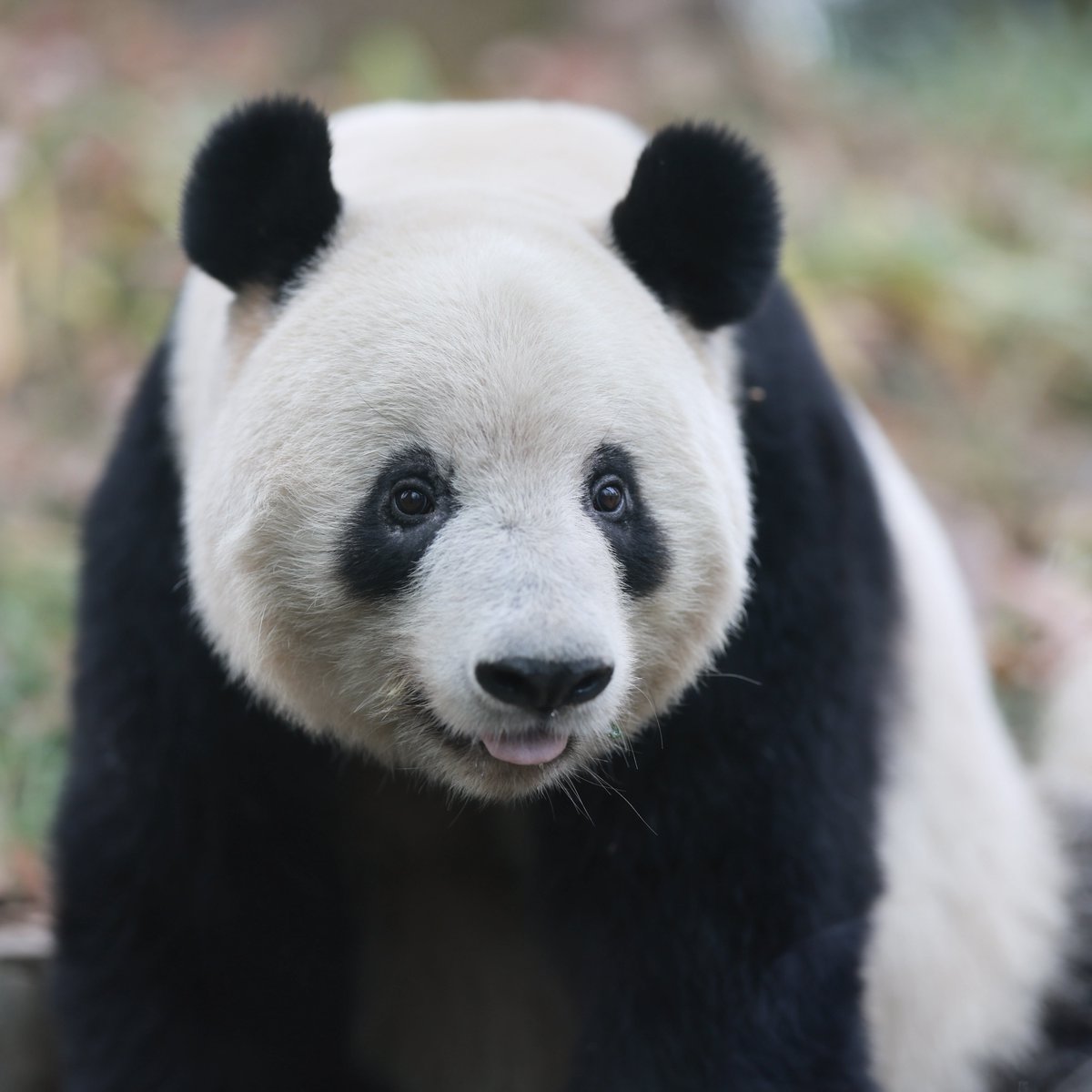 専用　シャンシャン　彩浜　楓浜 中国のスタッフも「シャンシャンはスター」、日本から会いに行く人も