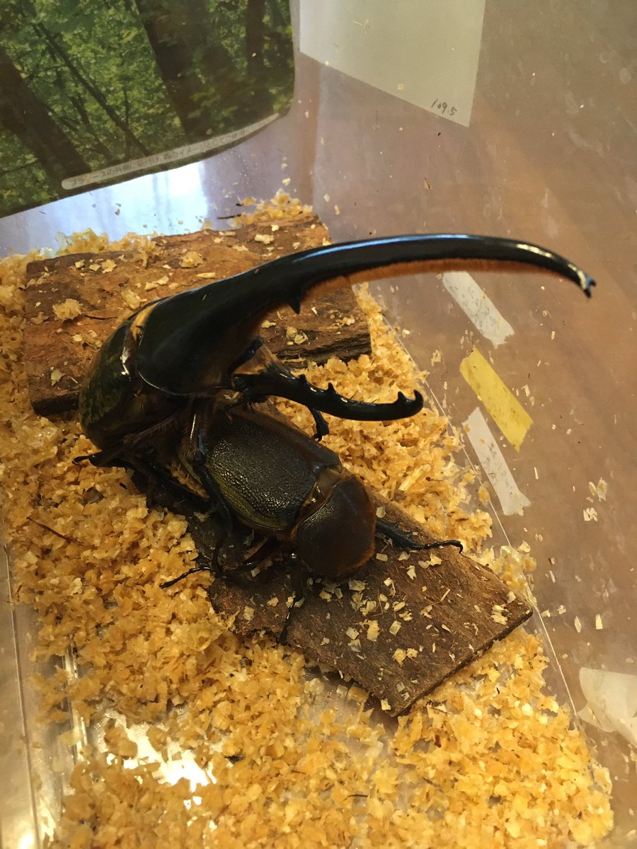 herahera_diary's tweet photo. ♂162.2mm(AOH 56 1st)

x

♀75.3mm(OAKS No.201)

—-

♂はchaserさんより25年11月のビーマニで購入。
♀はOAKSさんより同じく25年11月のビーマニで購入。(親情報はヤフオクから拝借) https://t.co/ET6B11omUQ
