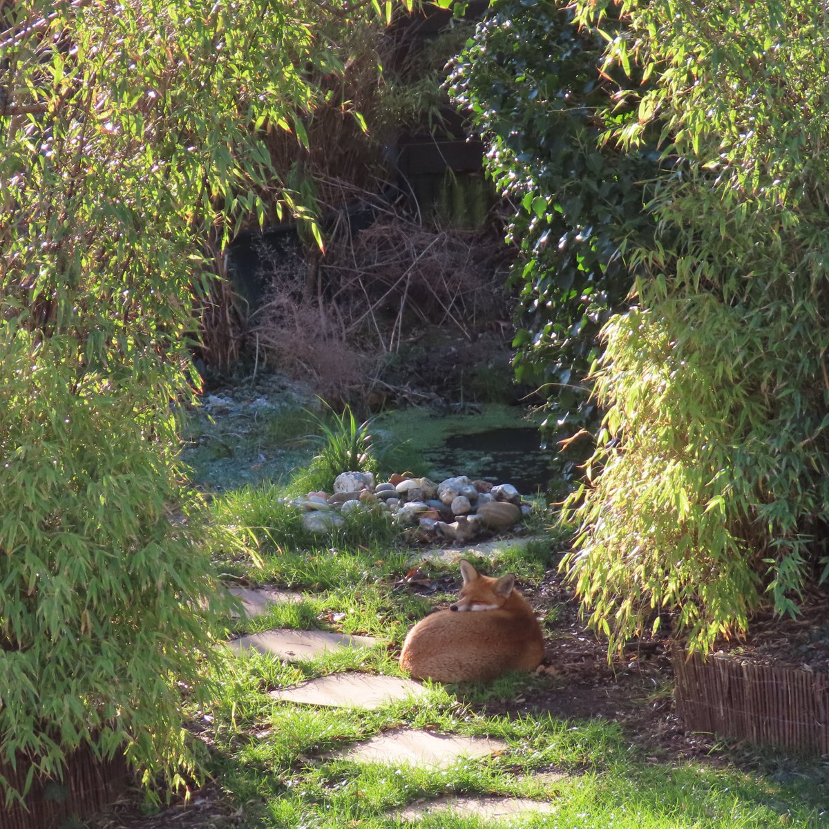 urbanponds101's tweet image. Morning 
#foxoftheday