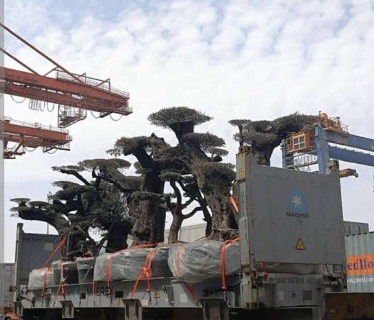 مانوع هذا الشجر الجميل وأين يوجد وإلى اين يتجه ؟