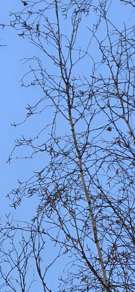 Ice Universe tweet media