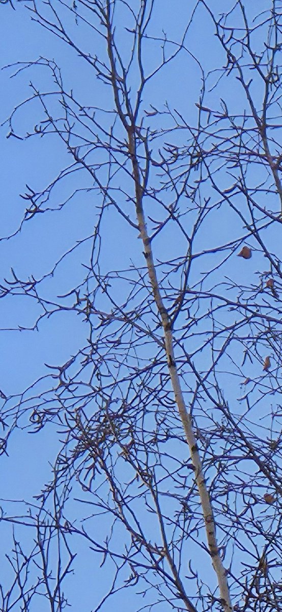 Ice Universe tweet media