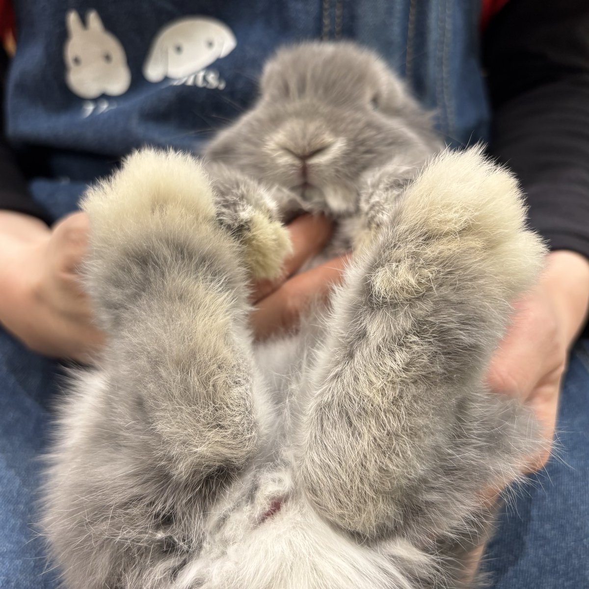 僕の自慢のおっきい足だよ👣

#南町田グランベリーパーク #うさぎのしっぽ #ホーランドロップ #ブルーシルバーマーチン