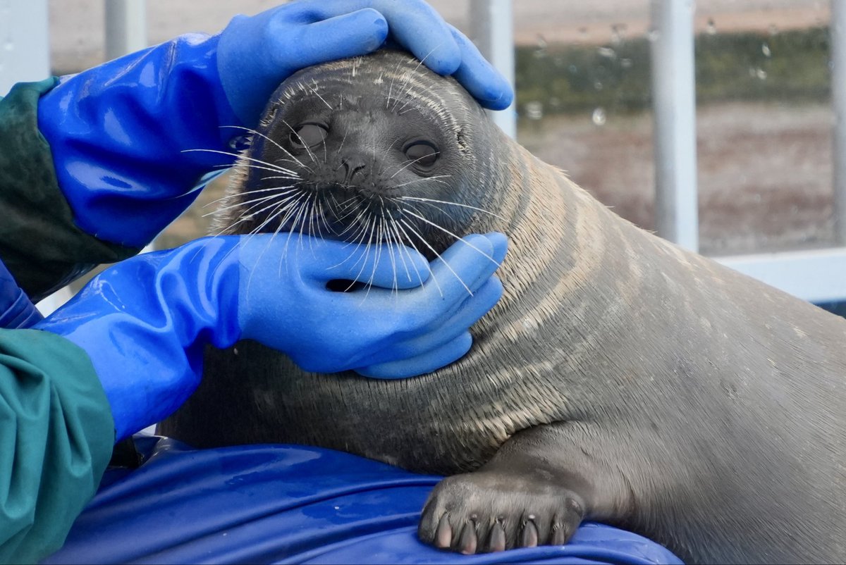 #幸せそうなアザラシ