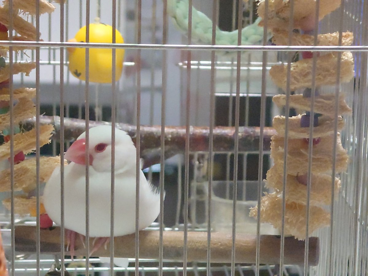 正月なので鏡餅どうぞ