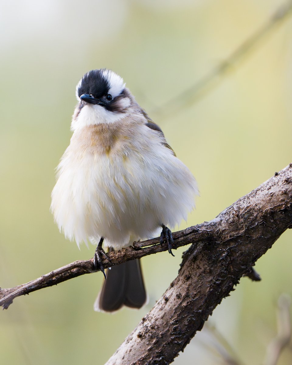 Fatboy. #birding 
#lightventedbulbul #白頭翁 #シロガシラ #incrediblesichuan #birdwatchers