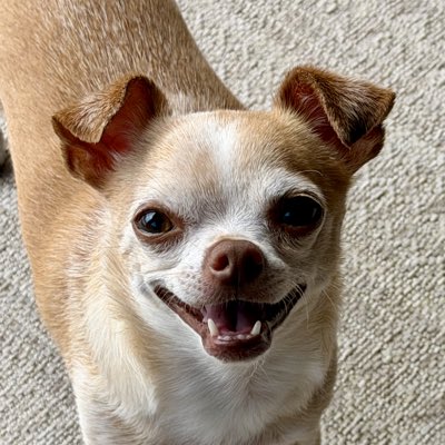 Carlos🐾 tweet media