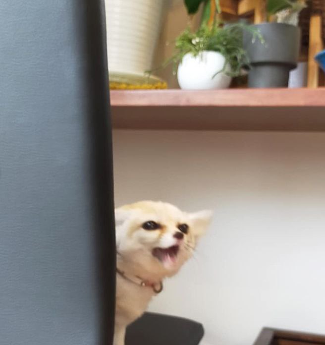 FoolishFennec's tweet photo. @F0XnR0LL https://t.co/M4ugJCVSfA