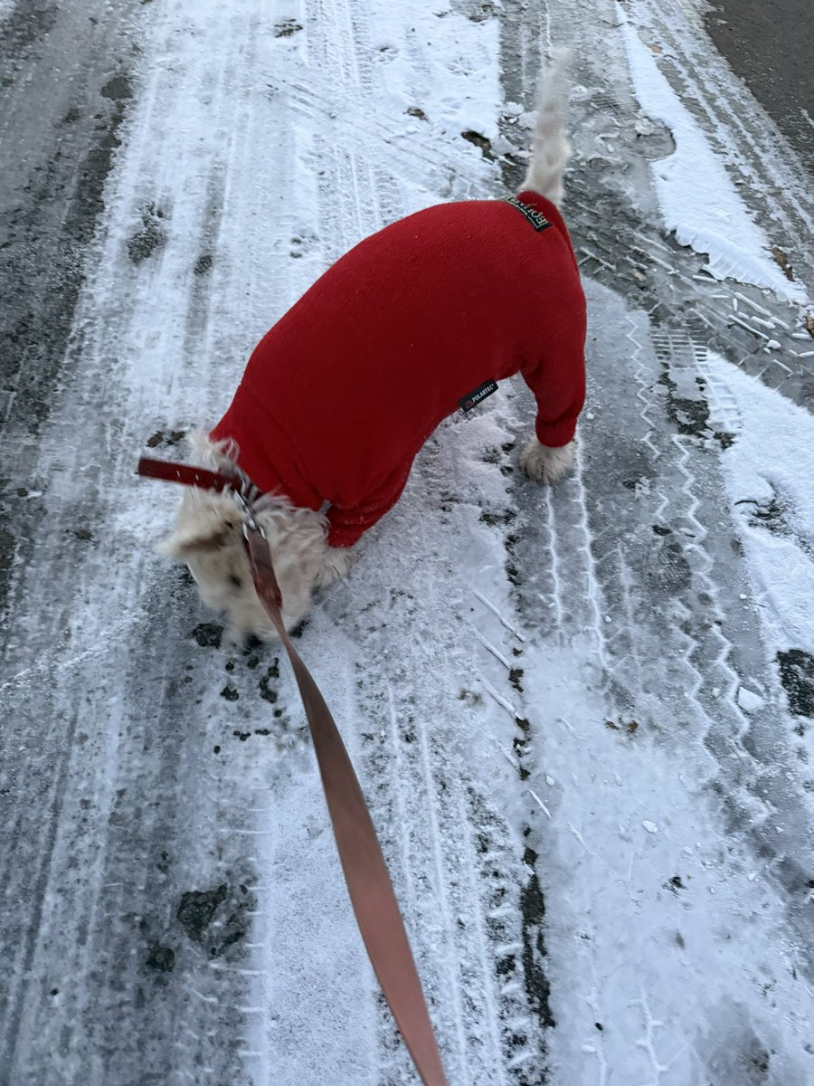 jdbrooks02's tweet photo. Early morning #westies walk 🐾🐾😃 https://t.co/mLRD0njwZk