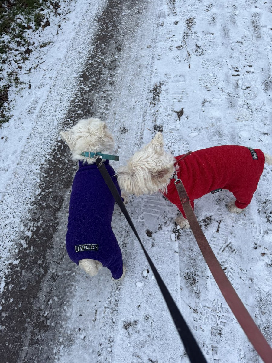 jdbrooks02's tweet photo. Early morning #westies walk 🐾🐾😃 https://t.co/mLRD0njwZk