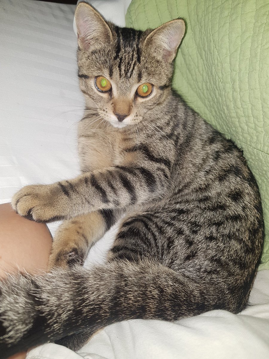 Astrid Arévalo Silva tweet media