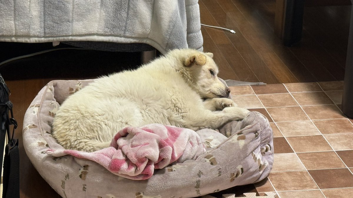 長崎バイオパークの観光ガイド (長崎県西海市西彼町中山郷2291-1)| NAVITIME Travel, image size:1200x675