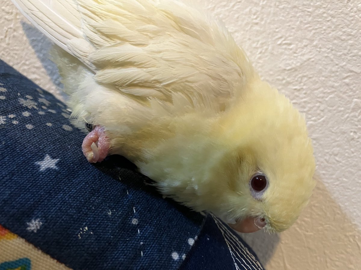 はんぺん (@hangpeng777) / Posts / X