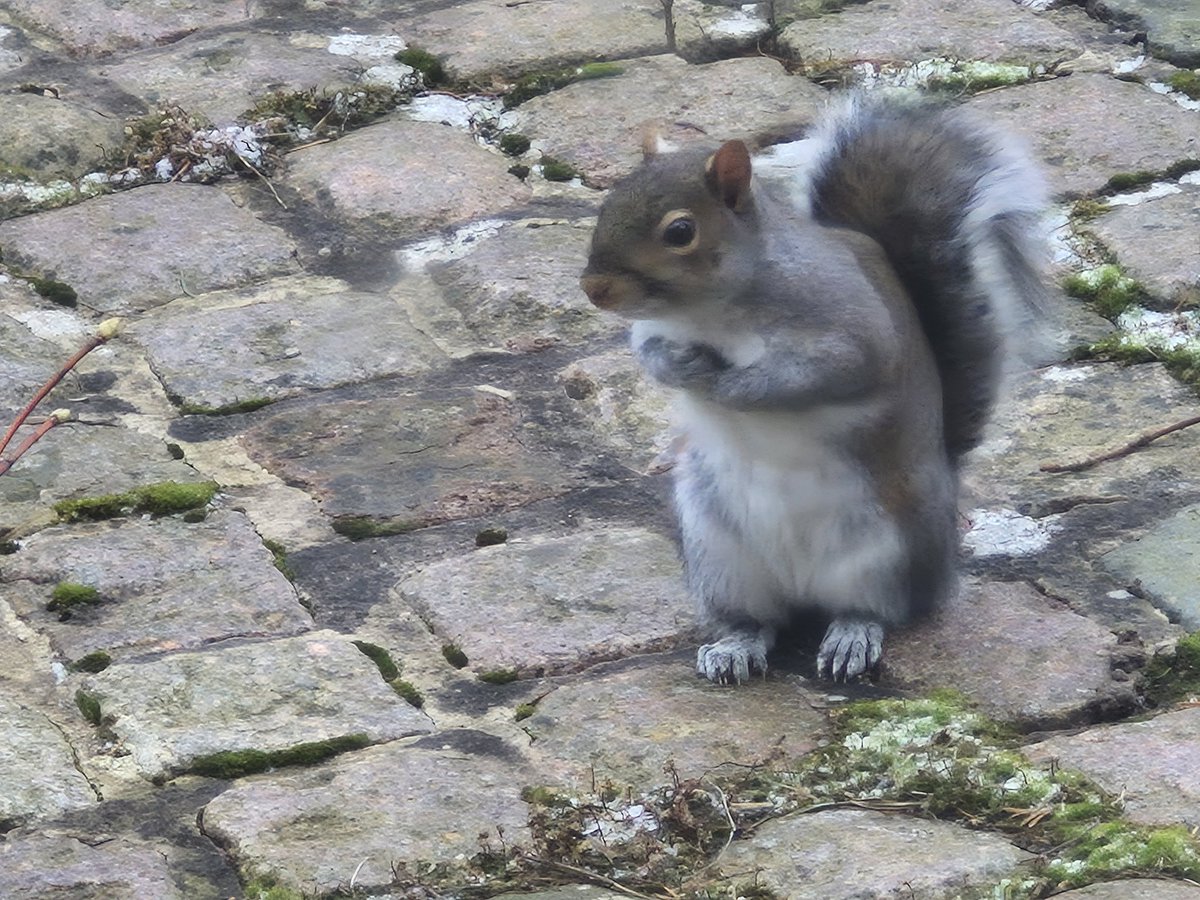 Good thing the lurchers are in the snug sleeping next to the fire or my window could have been in trouble.