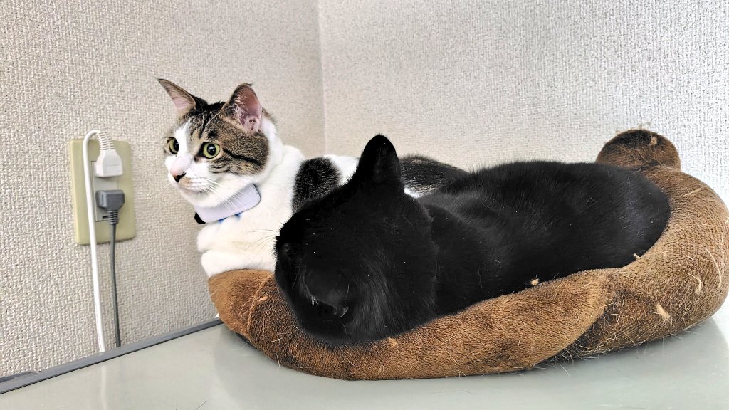 ちびにゃん🐈さいたま (@chibinyan_saita) / Posts / X