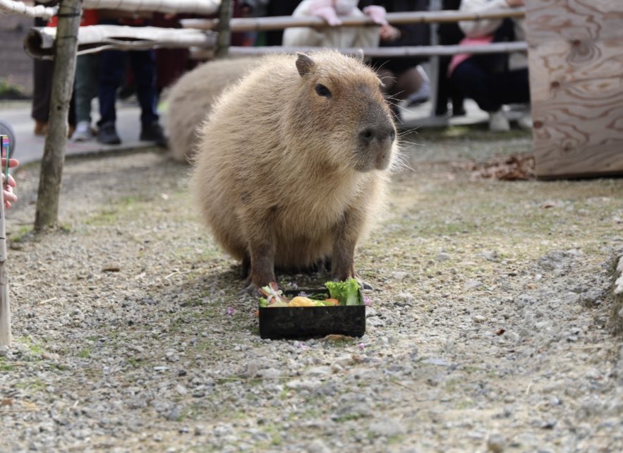 かぴばら3 (@kapibara334) / Posts / X