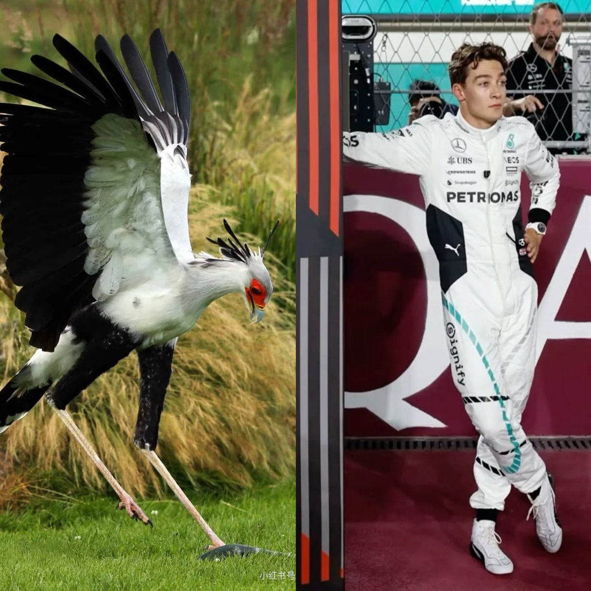 I wrote a scene where Max says George looks like a secretarybird —tall, elegant, lethal, and has beautiful lashes

So I drew this.

In Chinese, it’s called 蛇鹫 — literally “snake-hunting raptor.”
Sounds more aggressive, and honestly, it fits him perfectly
#GeorgeRussell