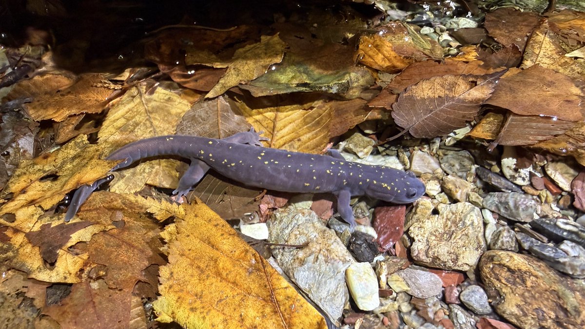 ナミウモ tweet media