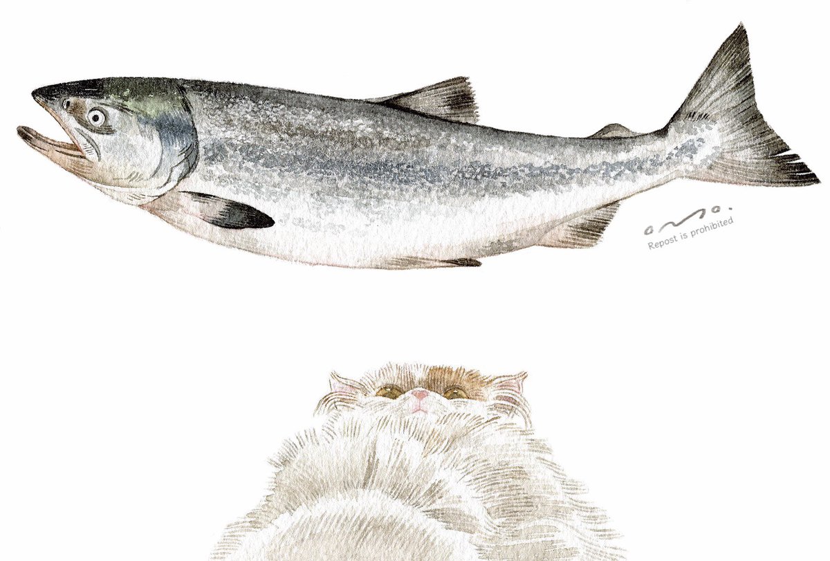 salt0301's tweet photo. 遅ればせながら 明けましておめでとうございます 🐟🐈⸒⸒⸒

今年は家族のねこ(しゃけ)と鮭を合わせて描きました
ねこにも関わらず本人は魚も食べない偏食家です

今年もよろしくお願いいたしますᴗ.ᴗ https://t.co/8yWO7oYhgX