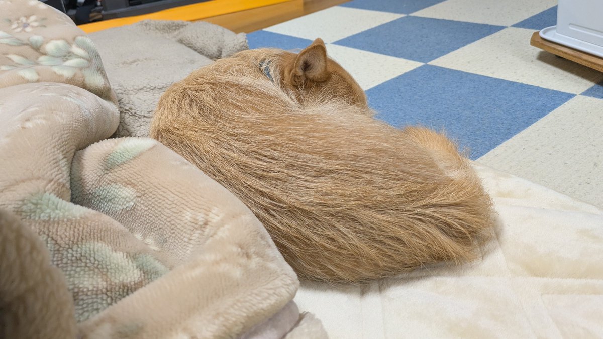 犬ちゃん 2025.12.20 (土) ココちゃん❤️ 初めましてのルルちゃん❤️ 6ヶ月の