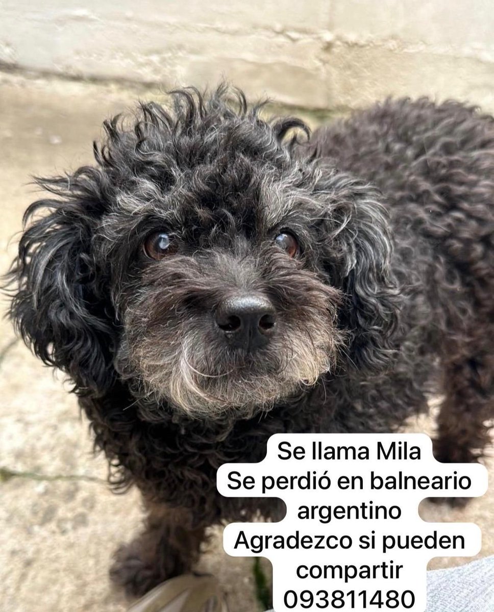 Tienen que cuidar mucho a los peluditos cuando se van de licencia
Es impresionante la cantidad que se pierden