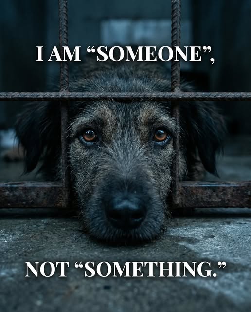 Dog Lovers (@doglovers03) on Twitter photo 