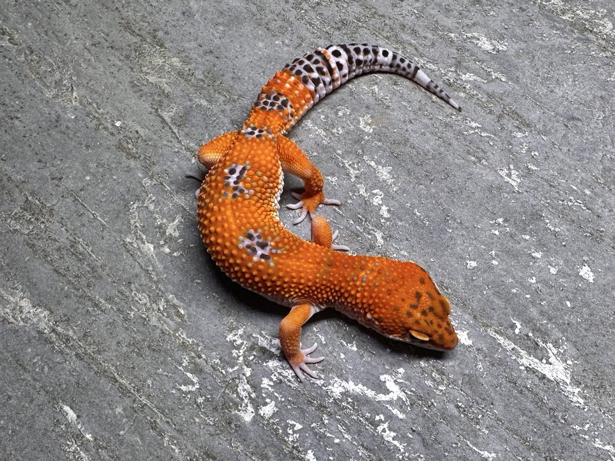 oru_geckos's tweet image. Purple Head Tangerine Non Het from Geckoboa
ダークカラーのオスとレッドラインのメス。
信じられない色味してる。
血統も貴重ですが、ノンヘテロのタンジェリンとしても最高。