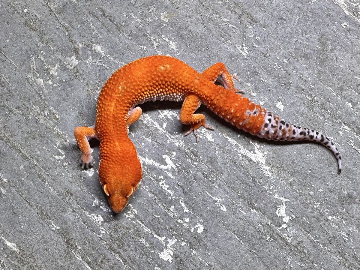 oru_geckos's tweet image. Purple Head Tangerine Non Het from Geckoboa
ダークカラーのオスとレッドラインのメス。
信じられない色味してる。
血統も貴重ですが、ノンヘテロのタンジェリンとしても最高。