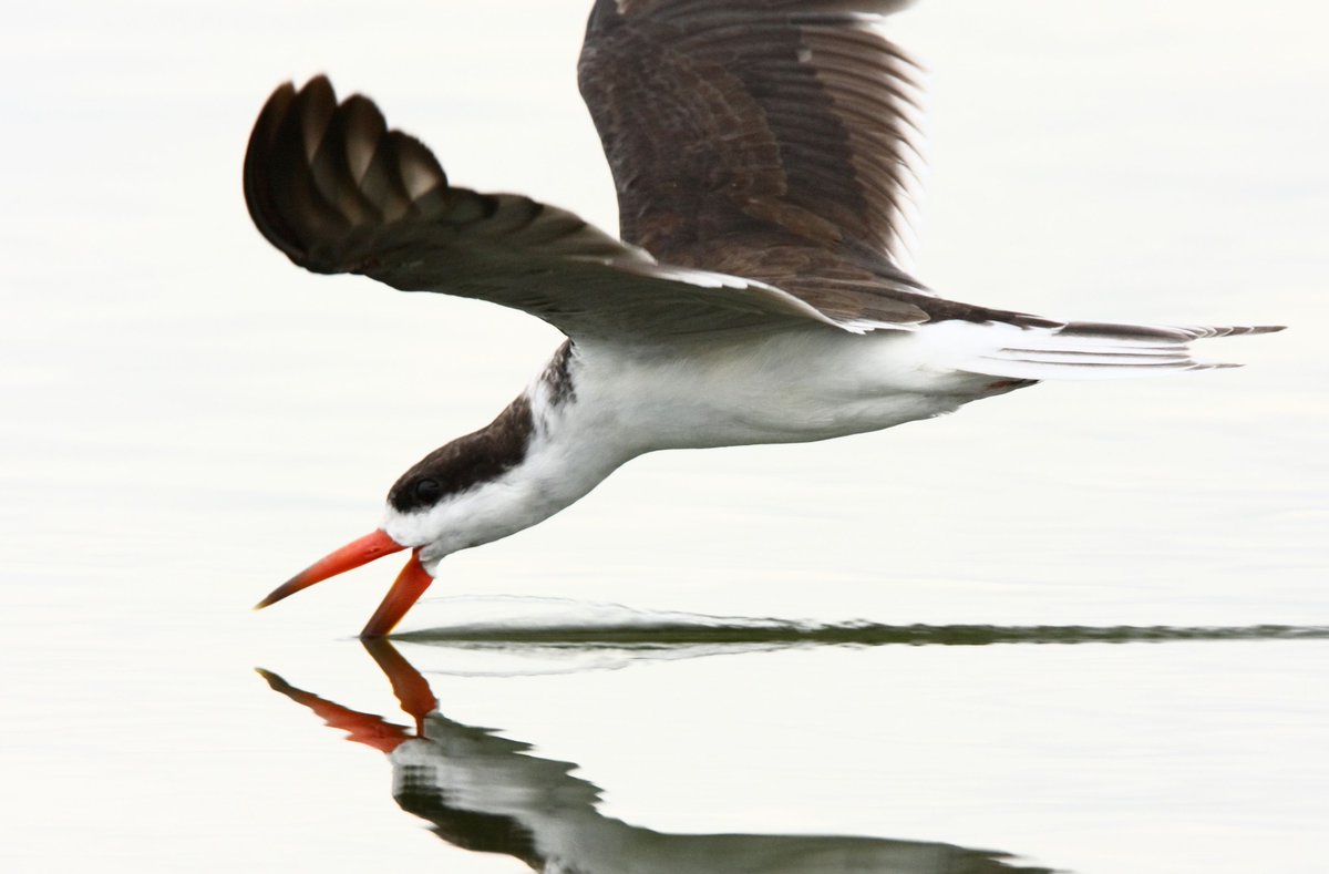 Come  and see this fantastic Skimmer fishing in Lake Victoria on my tours to  Uganda. My tours are remarkably more economical and much better than  those mass tours you find on line.