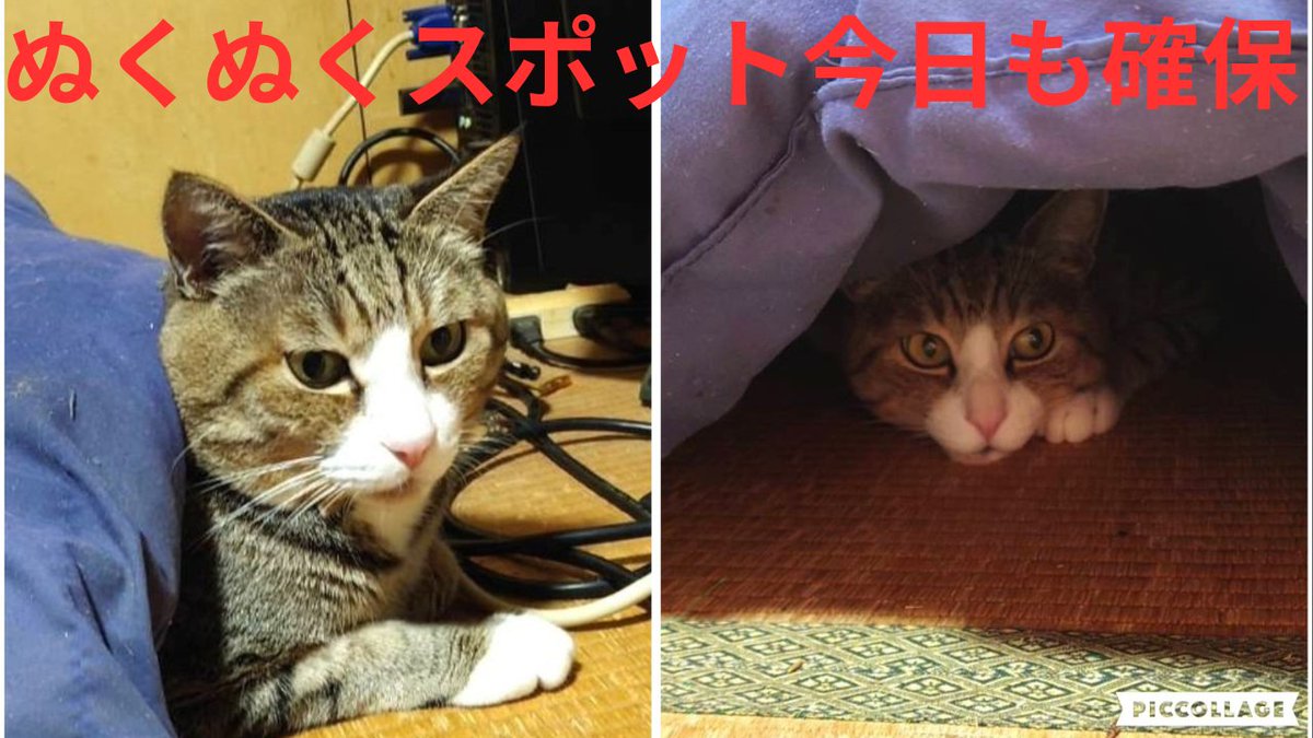 キジトラ猫
