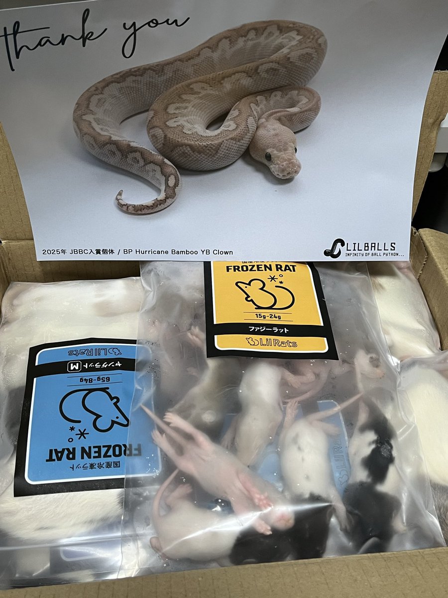 Lil Rats (@LilRats01) / Posts / X