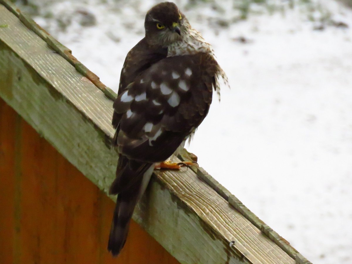 Panic for the garden birds when this sparrow hawk flew in #birdsofprey <a href="/sthelensbirds/">St Helens Birds</a>