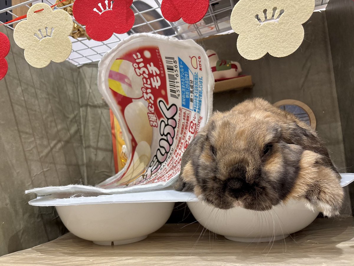 本日の雪見だいふくちゃんズ💕その①！
#椿希ちゃん
#チョコちゃん
#みかんちゃん
#まろちゃん
#うさぎのしっぽ　#うさぎのしっぽビナウォーク店　#うさぎのいる暮らし　#うさぎ好きさんと繋がりたい　#うさぎ専門店　#토끼　#兔子　#rabbit