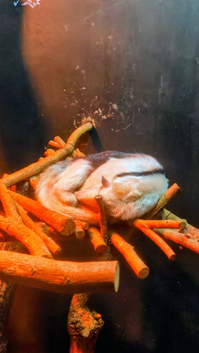 クイ #ミナミコアリクイ #東山動植物園