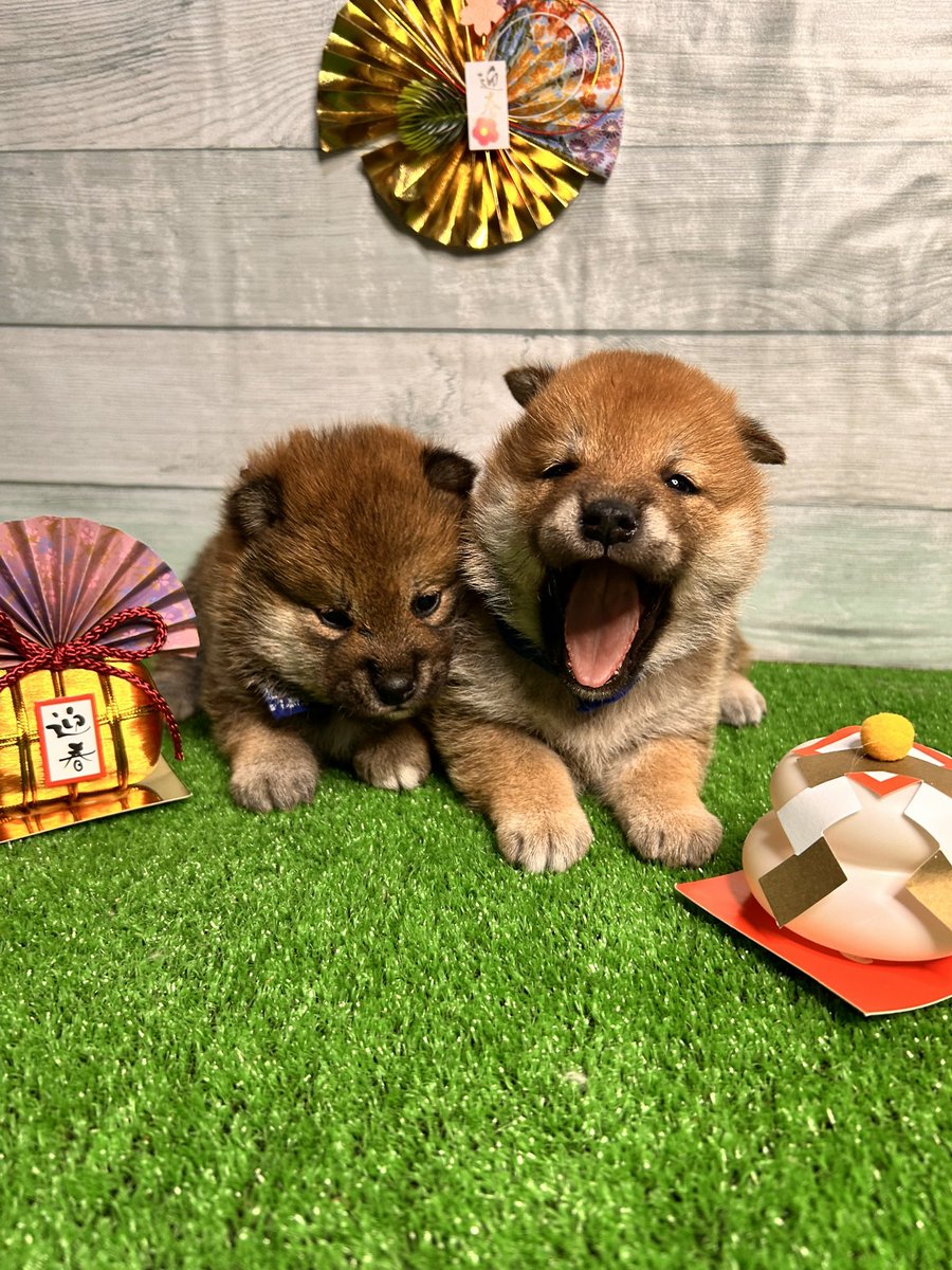 『タイムセール』柴犬☆マシュマロ YOU+MORE! 食べられないかわいさミニ和風マシュマロ柴犬ほうずい