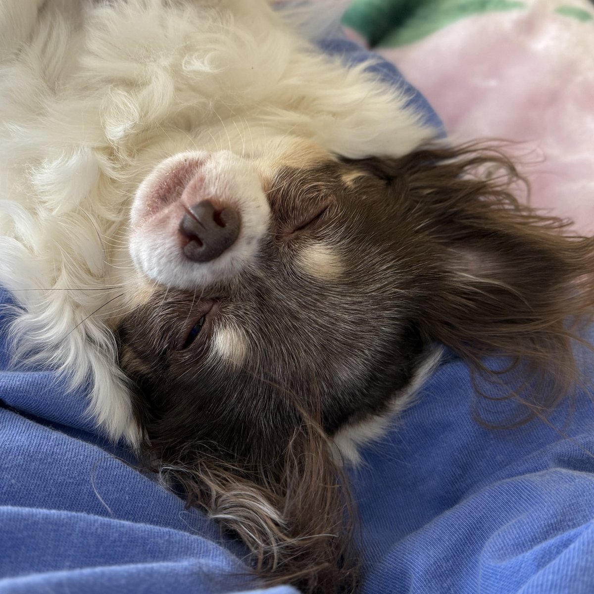 4か月のラブラドール育成日記と愛犬の魅力, image size:1200x1200